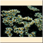 Chrysanthemum_corymbosum.JPG